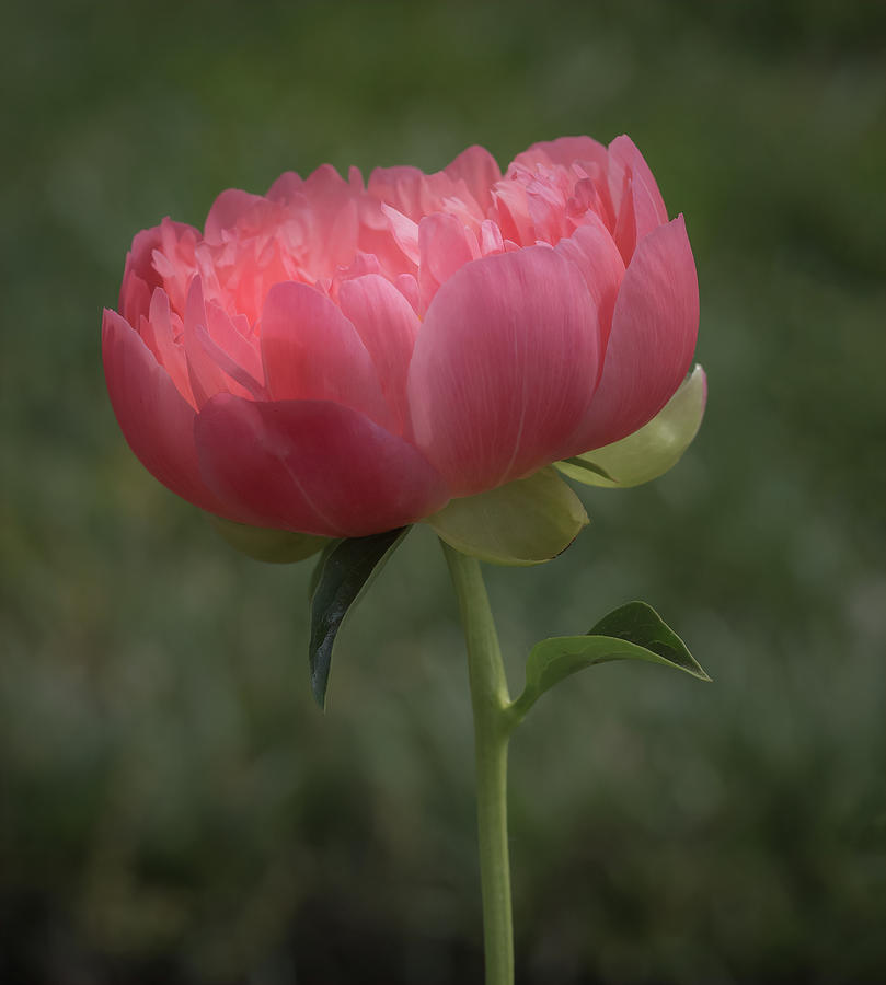 A Peony in Profile Photograph by Sylvia Goldkranz