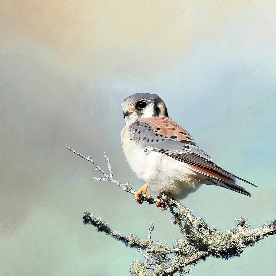 A Perched American Kestrel Pyrography by HH Photography of Florida