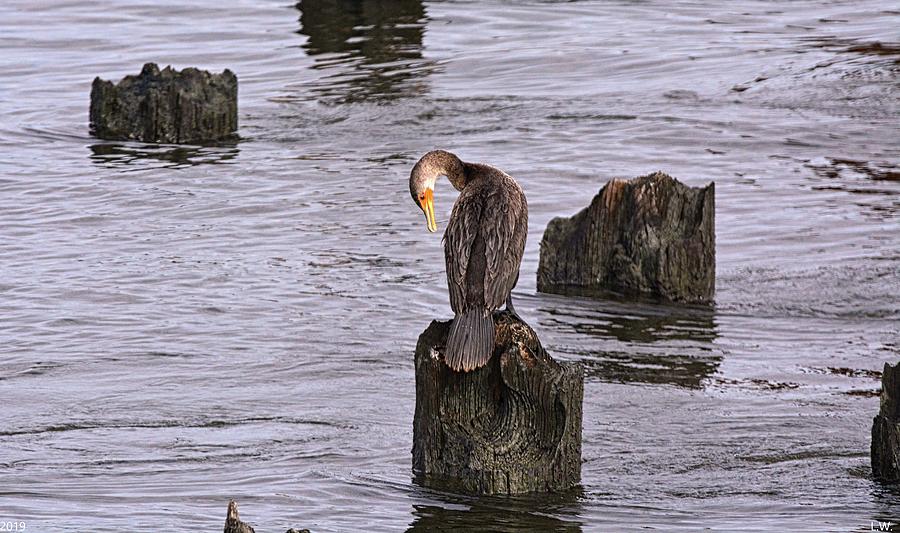 A Perched Cormorant Photograph by Lisa Wooten