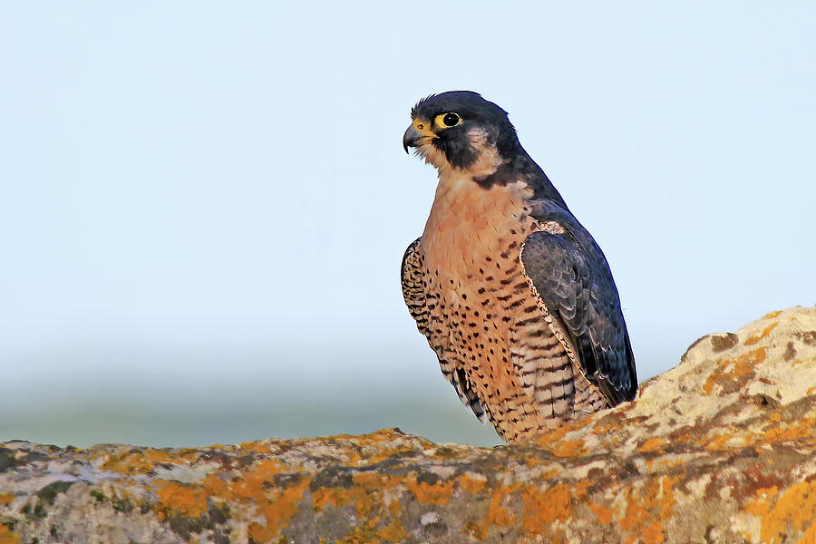 A Peregrine Falcon Perched on Top of the Miners Castle Photograph by Shixing Wen