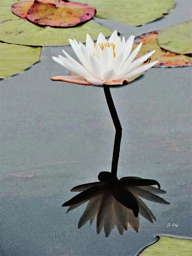 A Perfect Flower 300 Photograph by Sharon Williams Eng