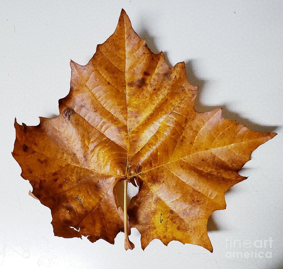 A Perfect Leaf Painting by Margaret Welsh Willowsilk