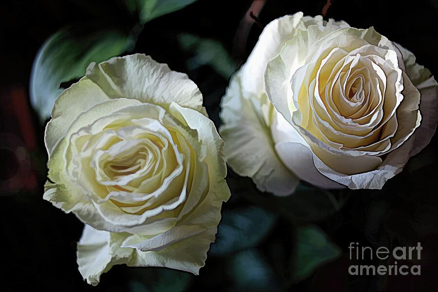A Perfect Pair of White Roses Photograph by Diana Mary Sharpton