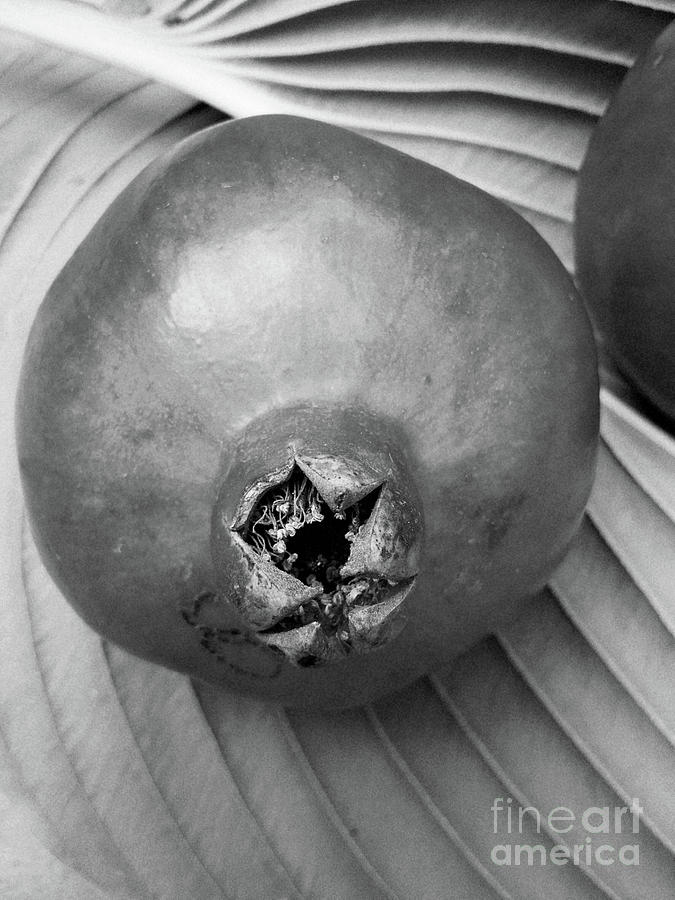 A Perfect Pomegranate - black and white Photograph by Rebecca Harman