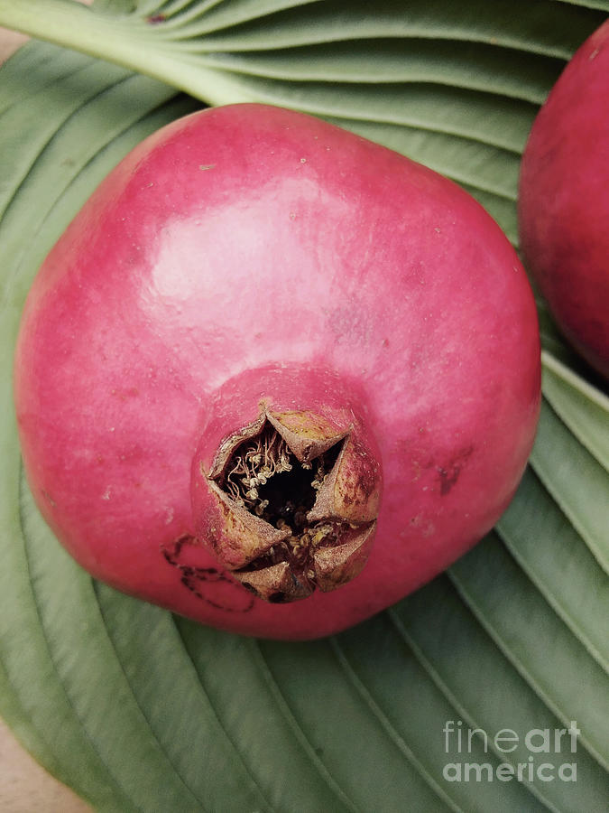 Nature Photograph - A Perfect Pomegranate by Rebecca Harman