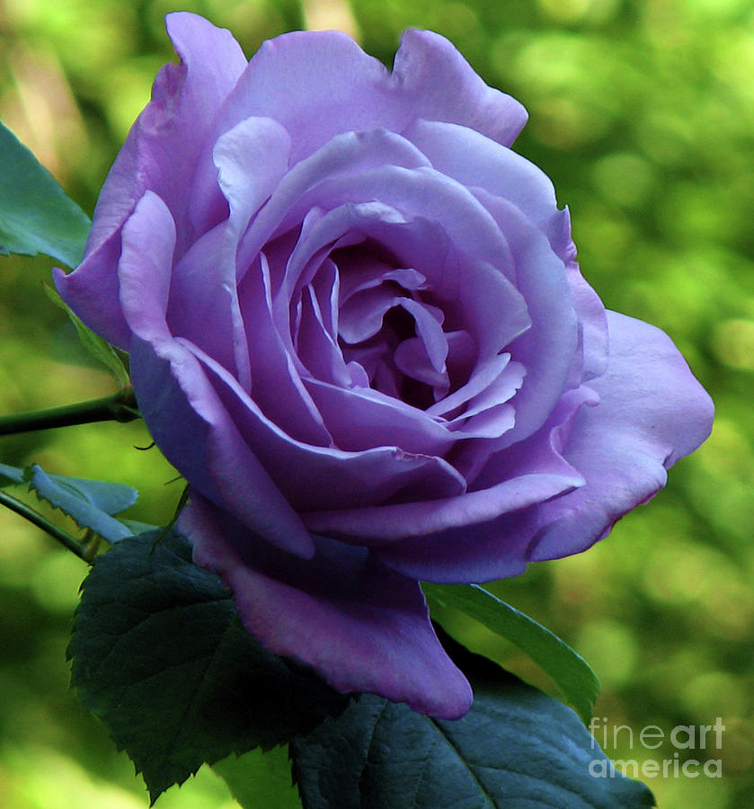 A Perfect Rose Photograph by Kathryn Jones - Fine Art America