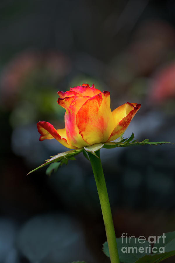 A Perfect Rosebud Photograph by Al Bourassa