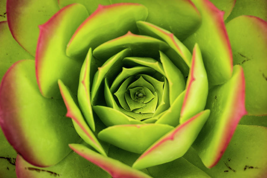 Nature Photograph - A Perfect Succulent by Jonathan Pino