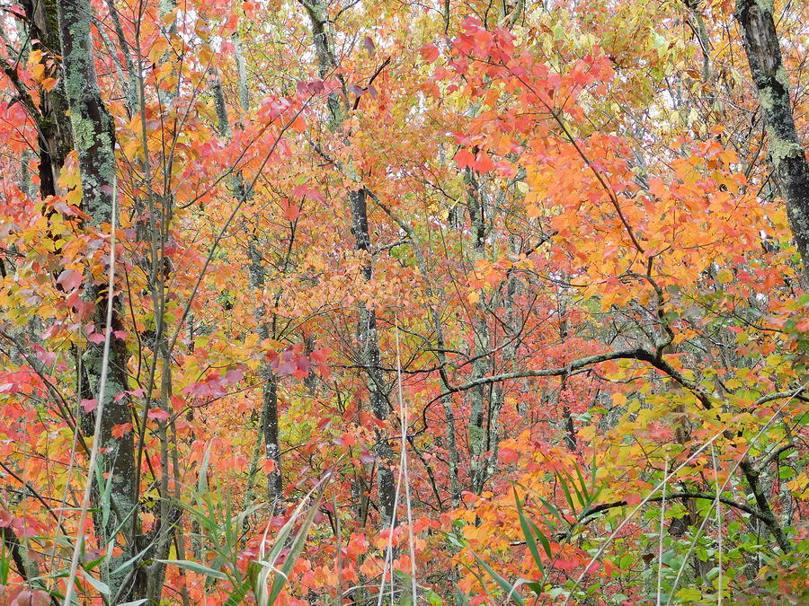 Autumnal beauty Photograph by Atlas Tracer - Fine Art America