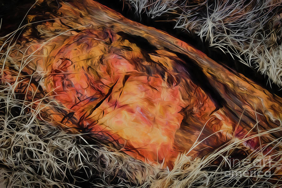 Jon Burch Photograph - A Petrified Petrified Log by Jon Burch Photography