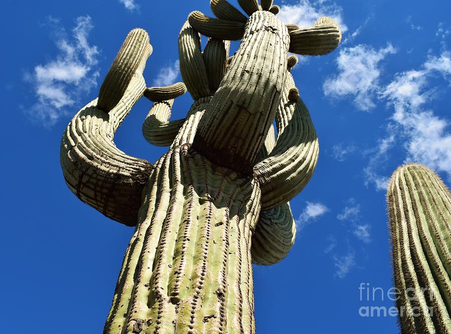 A Photobombing Saguaro Photograph by Janet Marie