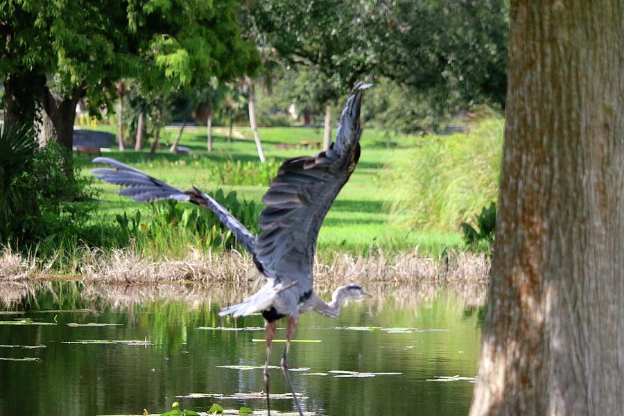 A Photographers Paradise ,Venetian Gardens, Leesburg Florida, Lake County Photograph by Philip And Robbie Bracco