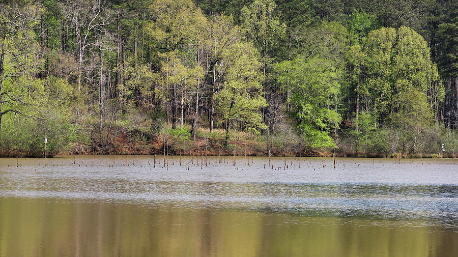 A Piedmont Pond Long Shot Photograph by Ed Williams