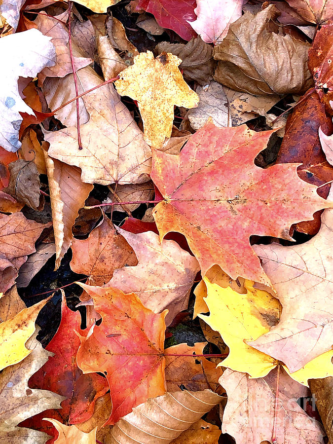 A Pile of Autumn Photograph by Frances Ferland