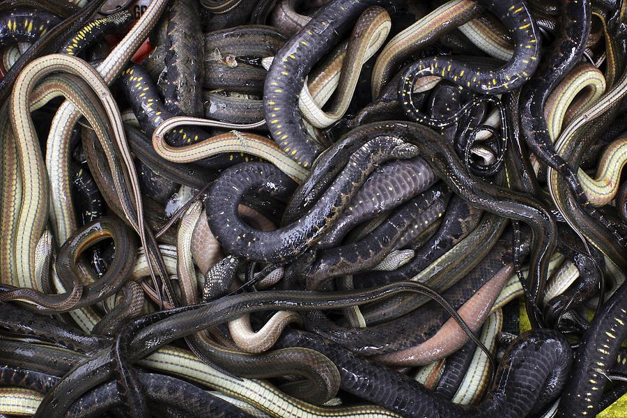 A pile of snakes from Tonle Sap Lake, Cambodia Photograph by Timothy Allen A pile of snakes from Tonle Sap Lake, Cambodia Photograph by Timothy Allen