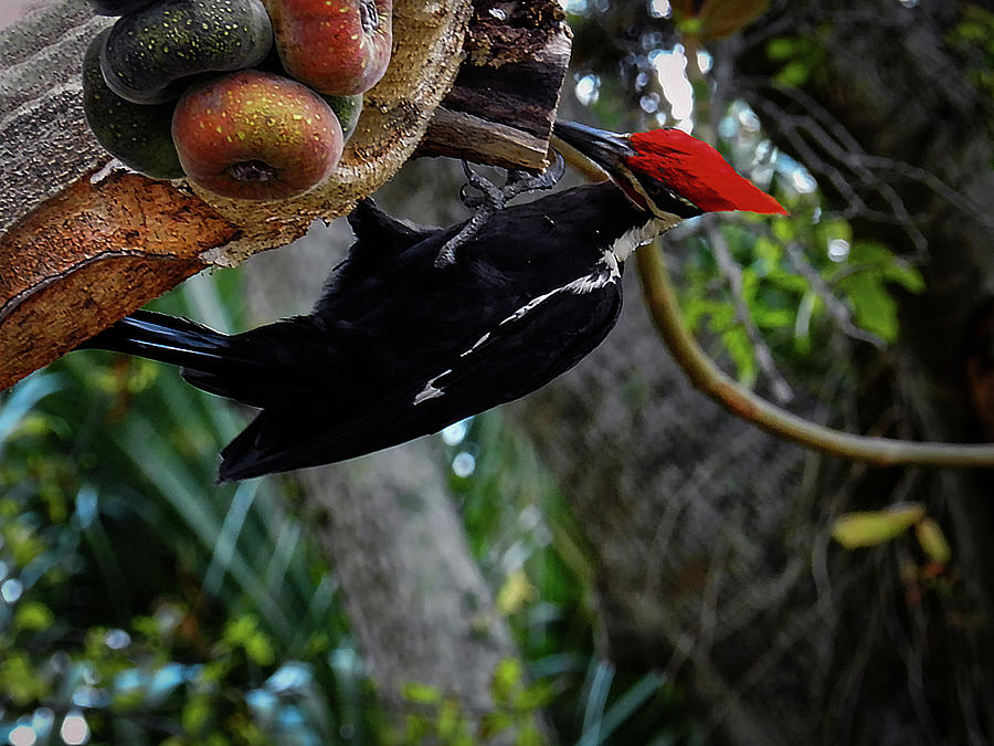 A Pileated Woodpecker Photograph by Laura Putman