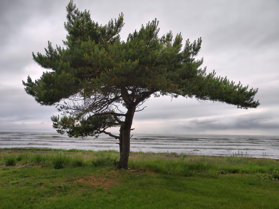 A Pine by the sea Photograph by Jouko Lehto