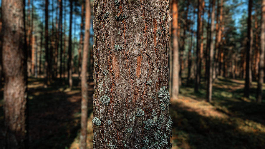 A pine tree in the forest Photograph by Vlad Meytin - Pixels