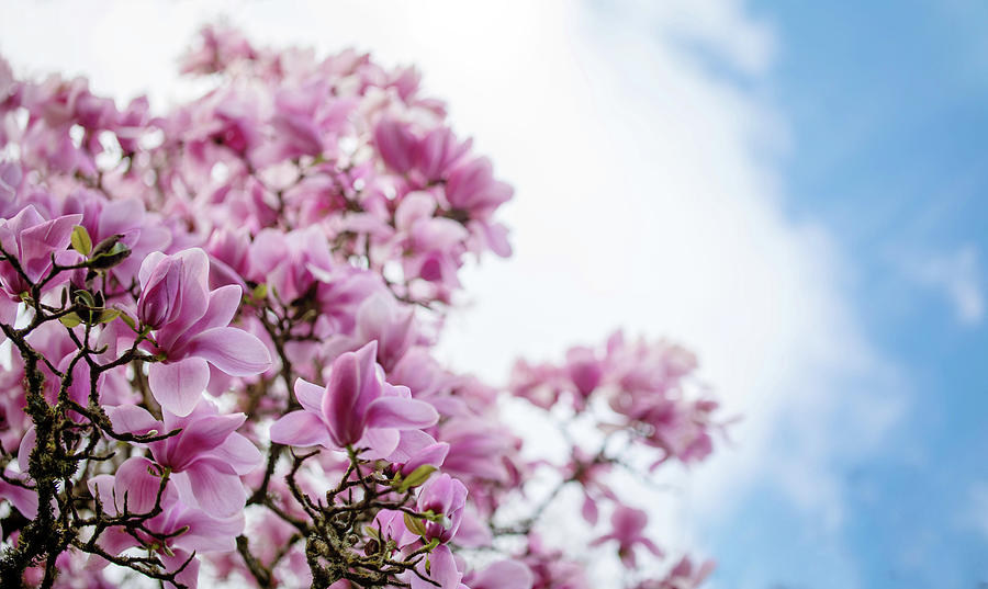 A Pink and Blue Spring Photograph by Rebecca Cozart