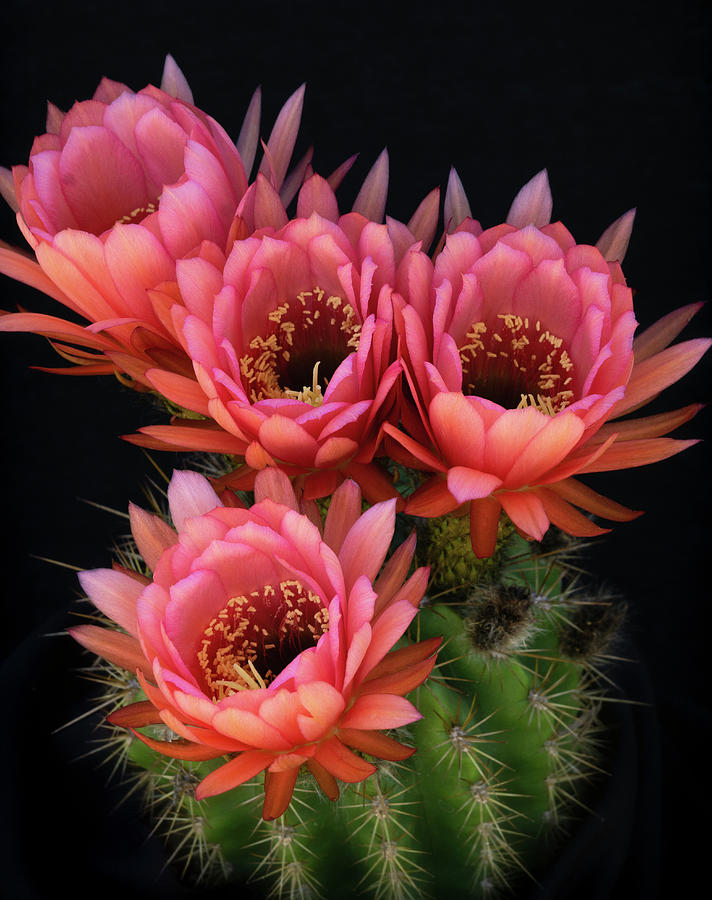 A Pink Bouquet  Photograph by Saija Lehtonen