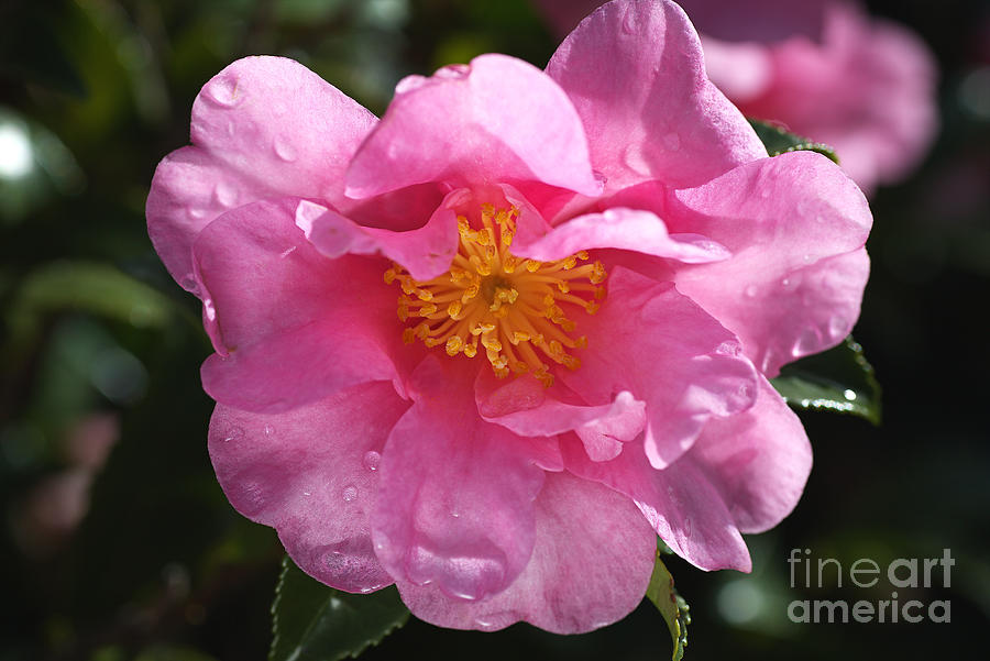 A Pink Camellia Brightens Winter Photograph by Joy Watson