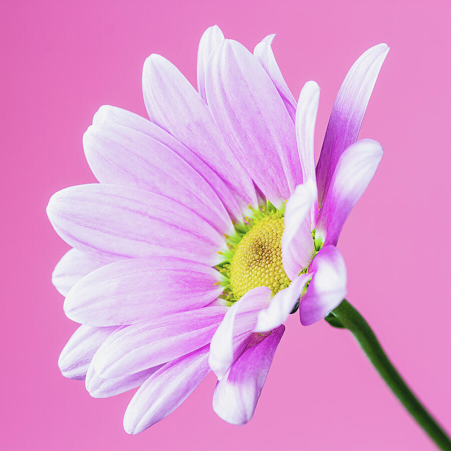 A Pink Chrysanthemum Photograph by Tanya C Smith