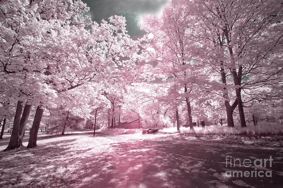 A Pink Day in the Park Photograph by Ed McDermott