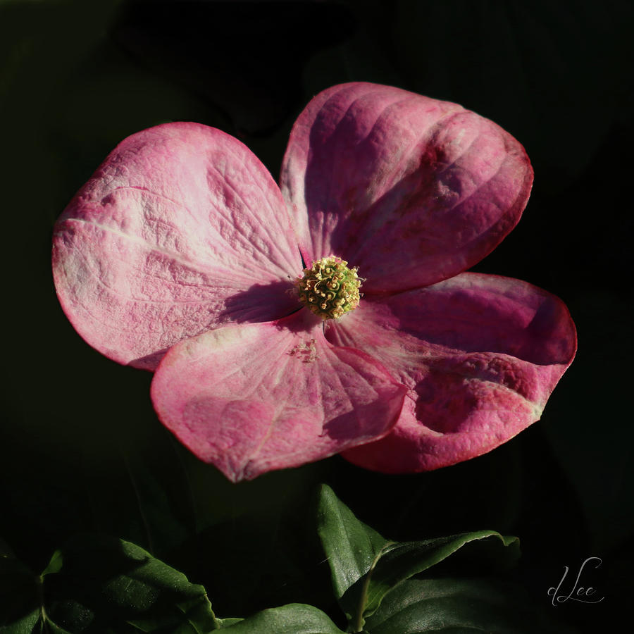 Spring Photograph - A Pink Dogwood Open to Greet a Visitor by D Lee