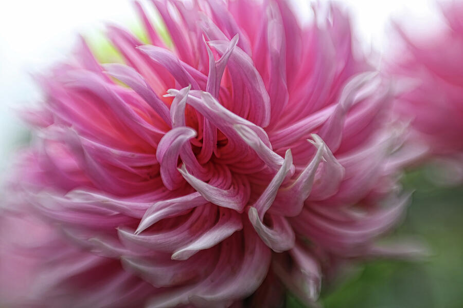 Nature Photograph - A Pink Dreamy Dahlia by Barbara Elizabeth