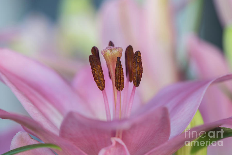 A Pink Lily of Springtime Photograph by Nancy Gleason