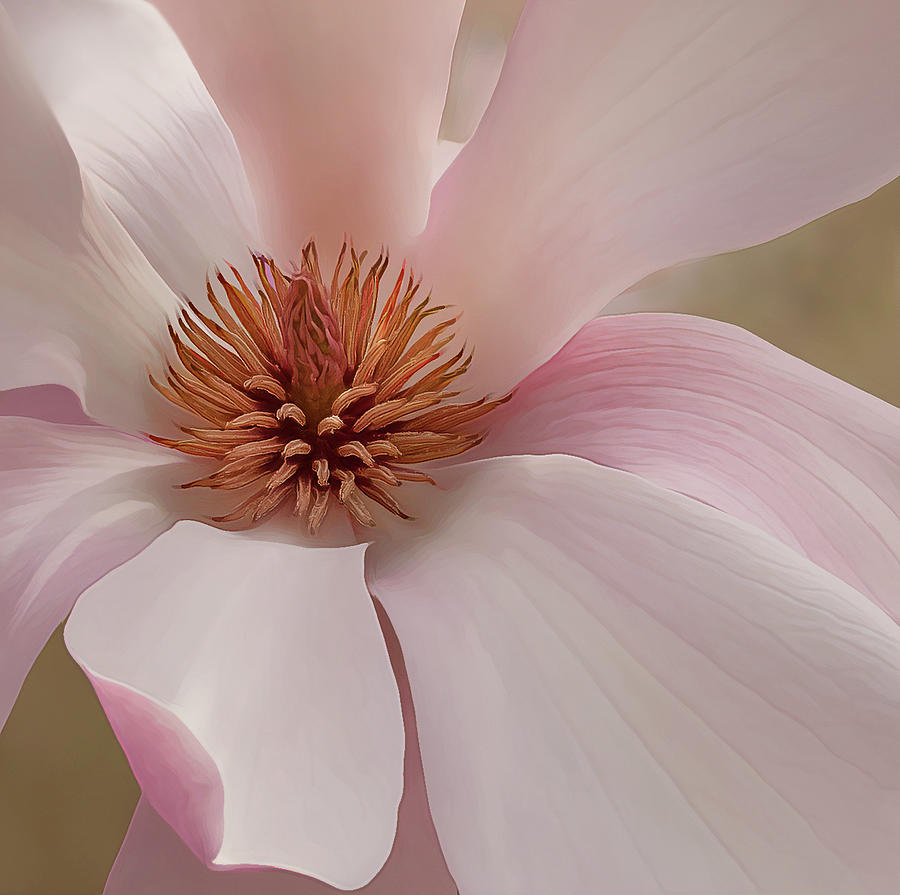 A Pink Magnolia  Photograph by Sylvia Goldkranz