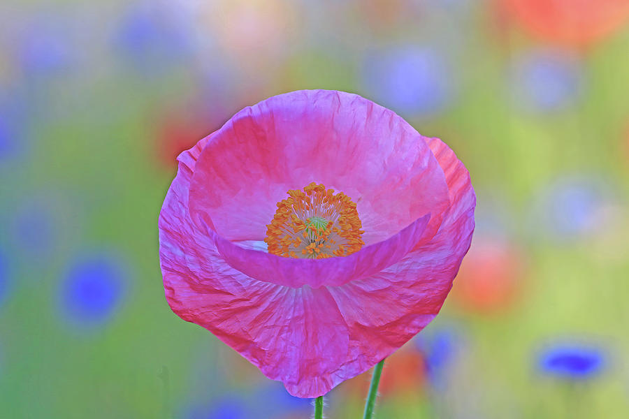 A Pink Poppy Flower Photograph by Shixing Wen