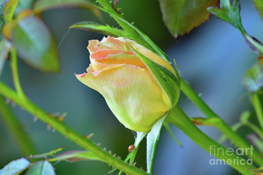 A Pink Rose Bud Photograph by Amazing Action Photo Video