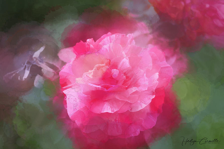 A Pink Rose Photograph