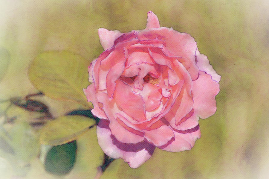 A Pink Rose on Green Background Illustrated Digital Art by Gaby Ethington