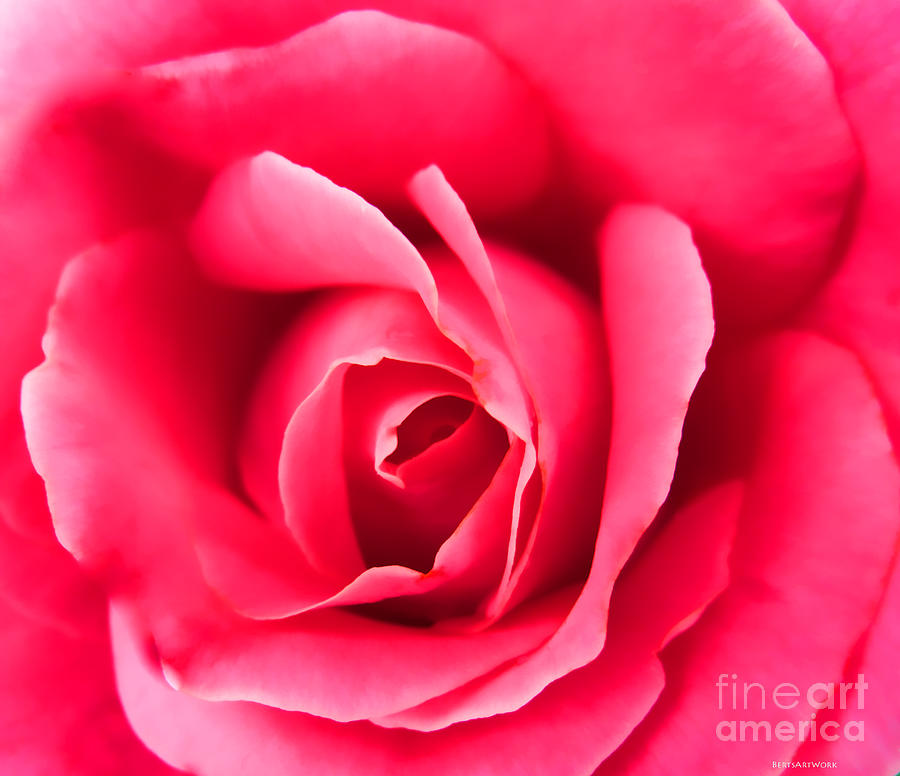Flowers Still Life Photograph - A Pink Rose by Roberta Byram