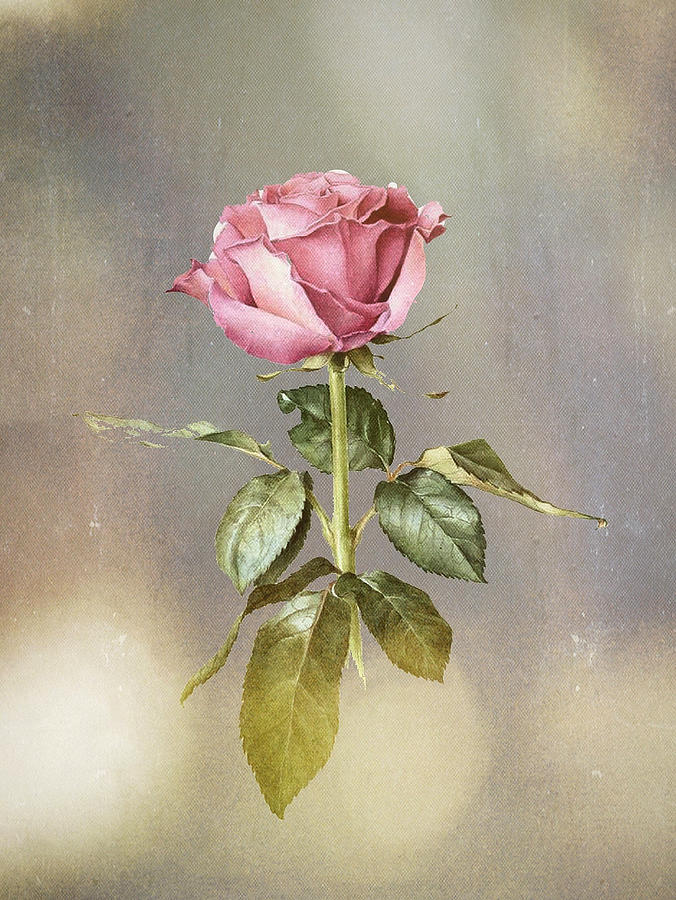 Vintage Digital Art - A pink rose with vintage look art print by Deepika R