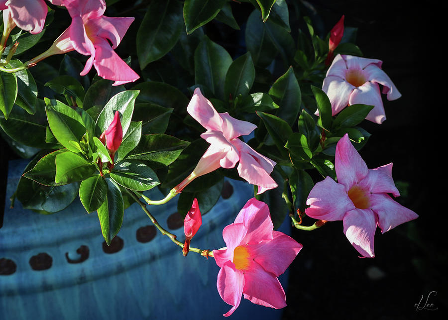 Flower Photograph - A Pink Trumpet of Light by D Lee