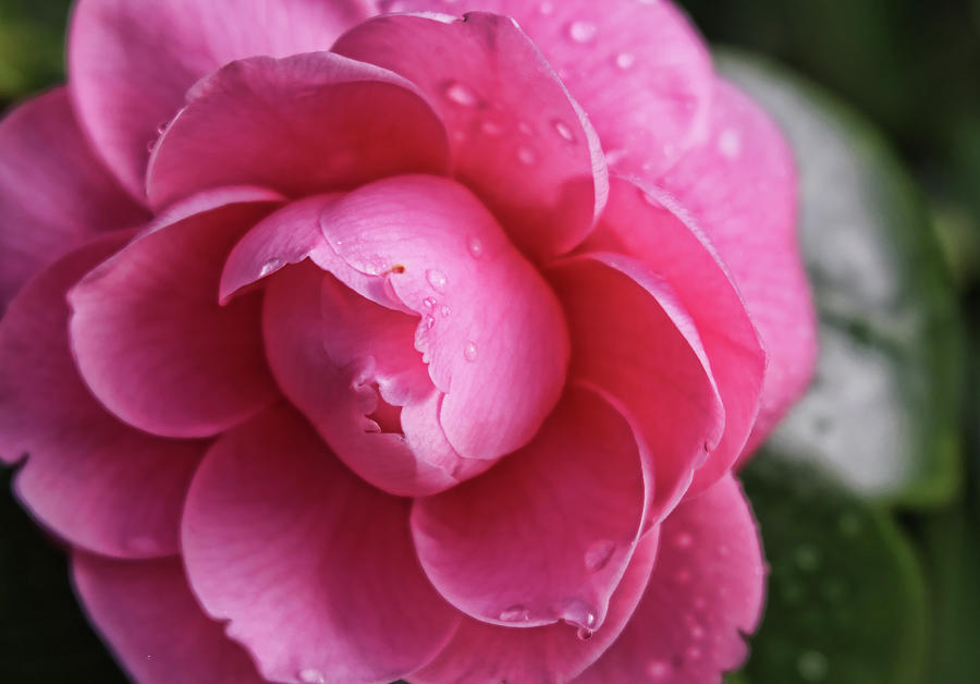 A Pink Winter Rose Camellia Photograph by Barbara Elizabeth - Fine Art ...