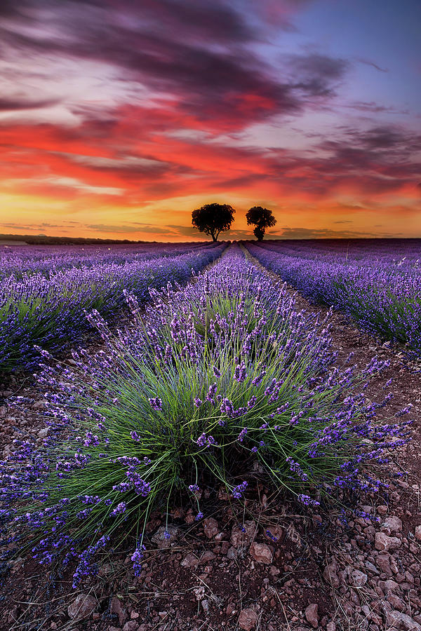 A place to dream Photograph by Jorge Maia
