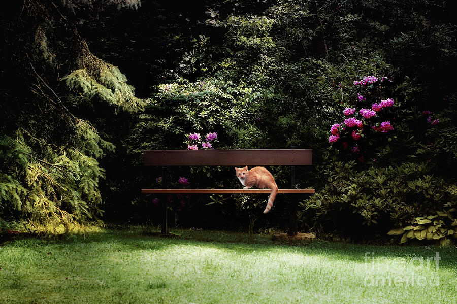  Cat on a Bench....A Place to Relax Photograph by Elaine Manley