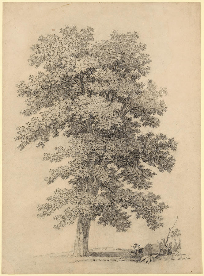 A Plane Tree  Drawing  by Jean Victor Bertin