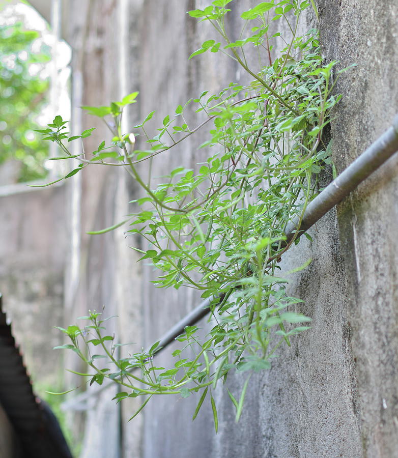 A Plant clinging on the firewall Photograph by Felix E Rendon - Fine ...