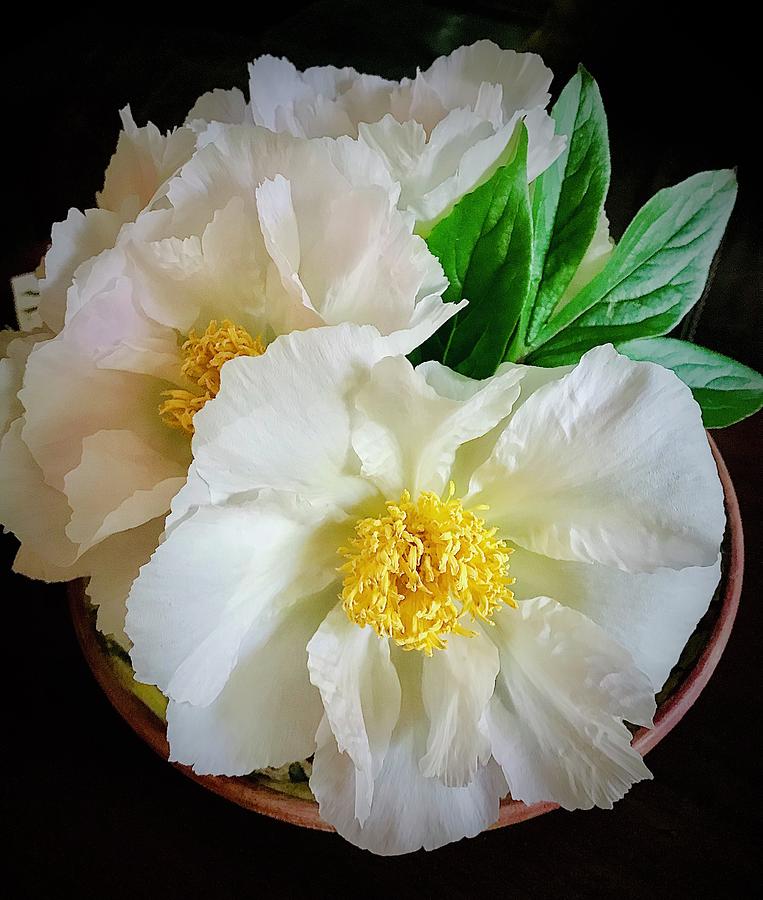A Plate Full Of Peonies Photograph by Alida M Haslett