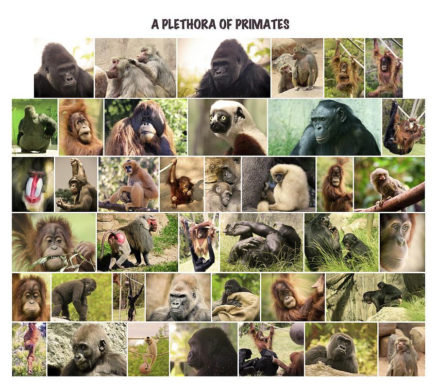 A Plethora Of Primates Digital Art