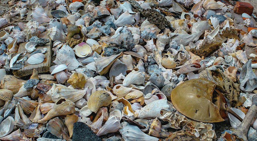 A Plethora of Shells Photograph by Cindy Robinson
