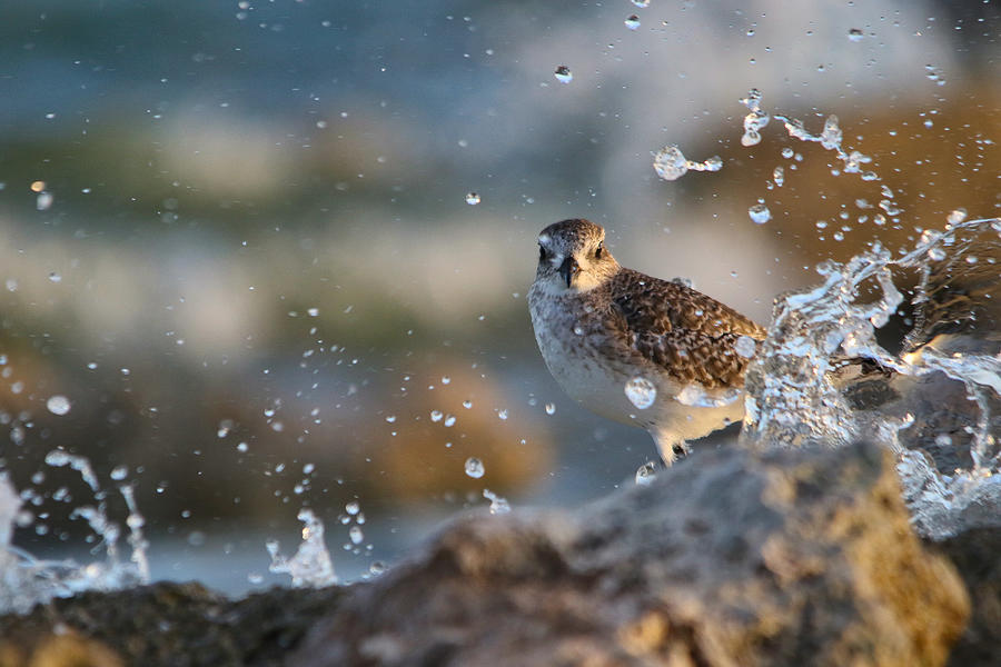 A Plover In The Splashes Photograph