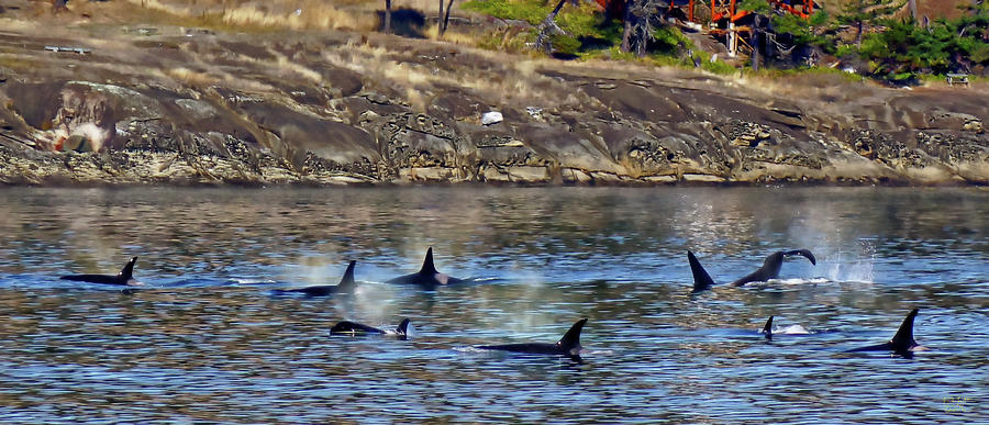 Orca Photograph - A Pod of Orcas by Rick Lawler Orca Photograph - A Pod of Orcas by Rick Lawler