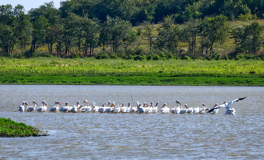 A Pod of Pelicans Photograph by Linda James