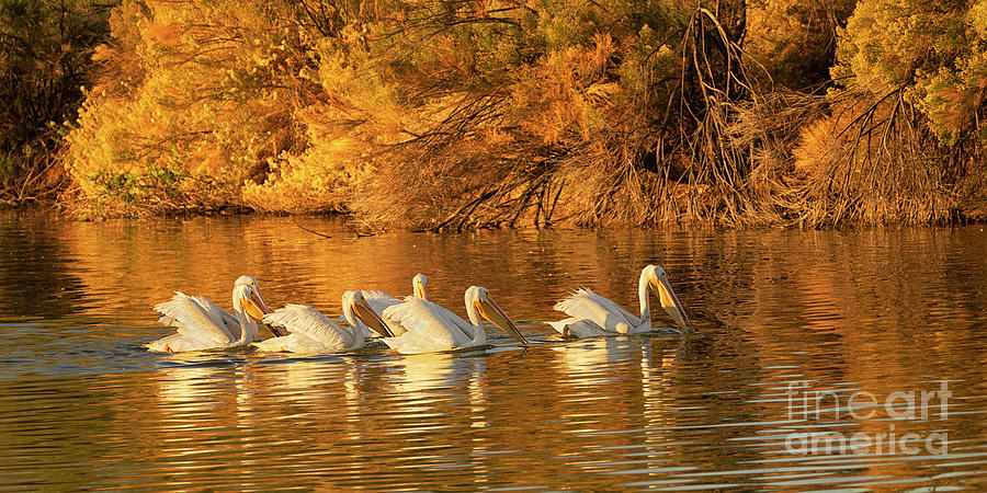 A Pod of Pelicans Photograph by Priscilla Burgers